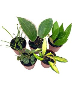 Hoya Variety Assortment Plant Set Premium Set Va